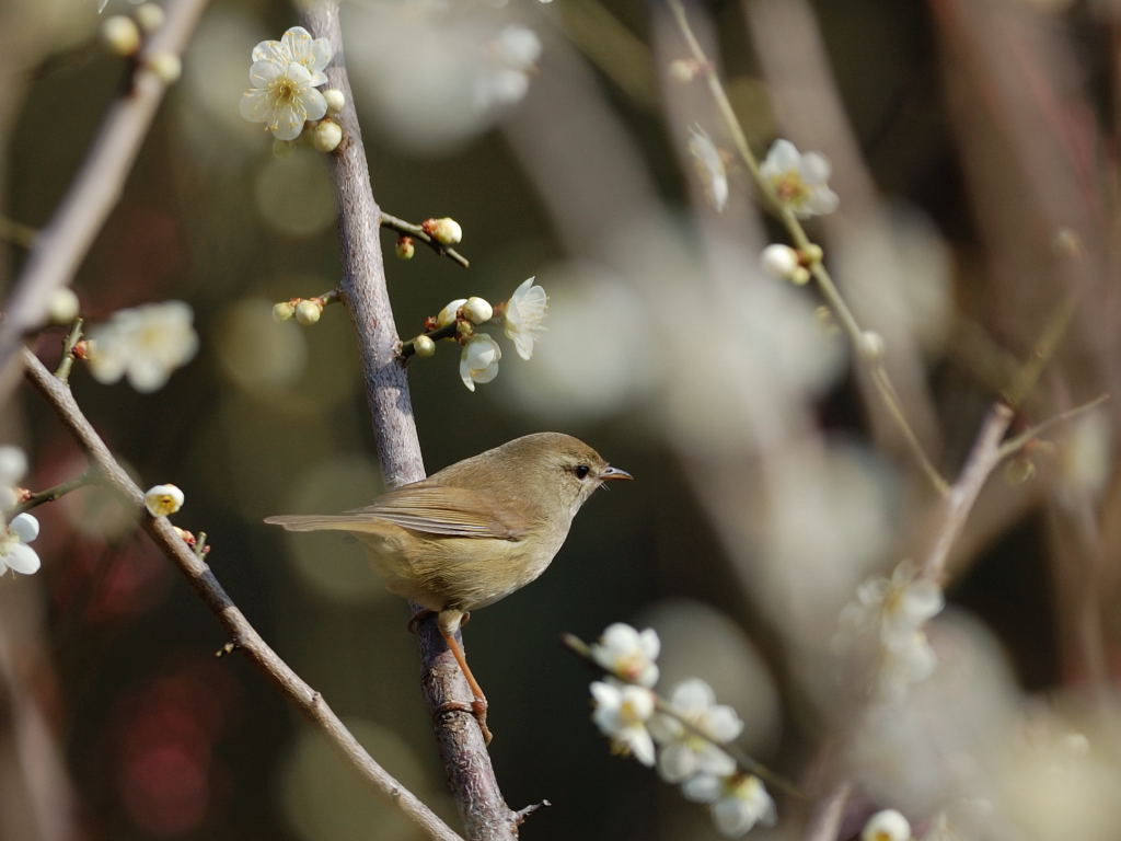 ようこそennuiへ 初めての方のためのヘルプは最上段のメニューにあります 同メニュー部分に ログイン のメニューがあるときは そのページは閲覧専用ページです 一般来訪者に関係のない機能は ログイン しないと使えなくなっています ご